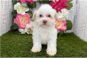 Jeremiah - Havanese for sale