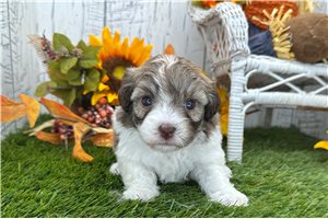 Fallon - Havanese for sale