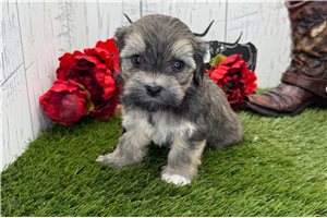 Melissa - puppy for sale