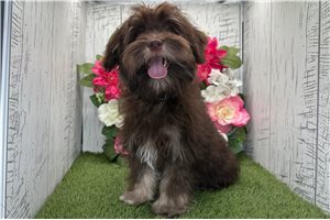 Titus - Havanese for sale