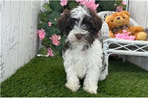 Alea - Havanese for sale