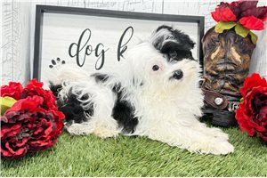 Victor - Havanese for sale