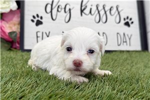 Octavia - puppy for sale