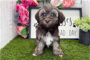Emery - Havanese for sale