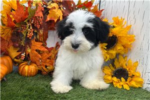 Ziggy - puppy for sale