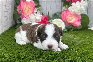 Kayson - puppy for sale