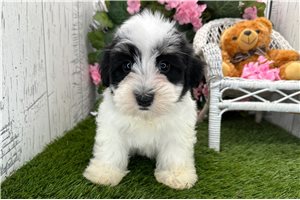 Ziggy - Havanese for sale