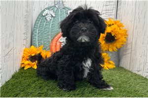 Hadley - Havanese for sale