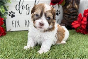 Pudding - puppy for sale