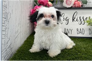 Luna - puppy for sale