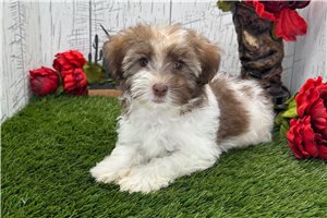 Marco - Havanese for sale