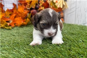 Axel - puppy for sale