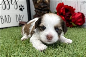 Linus - puppy for sale