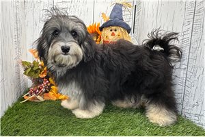 Mack - Havanese for sale