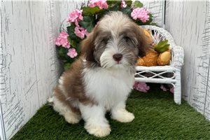 Dora - Havanese for sale