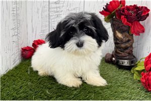 Kairo - Havanese for sale