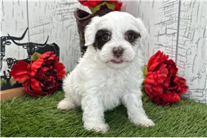 Cindy - puppy for sale