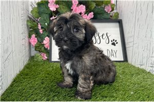 Halo - Havanese for sale