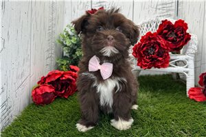 Greggy - Havanese for sale