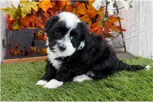 Eleanor - puppy for sale