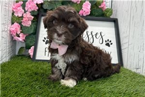 Drake - puppy for sale