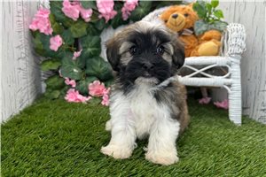 Sawyer - Havanese for sale