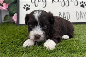 Breslin - puppy for sale