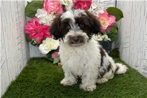 Tommy - Havanese for sale