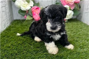 Vivienne - puppy for sale