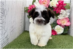 Killian - Havanese for sale