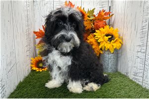 Conner - Havanese for sale