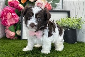Ethan - puppy for sale