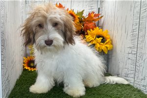 Figaro - Havanese for sale