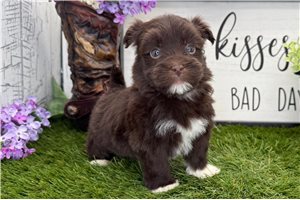 Greggy - Havanese for sale