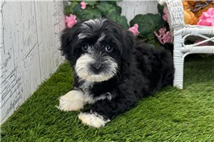 Vivienne - Havanese for sale