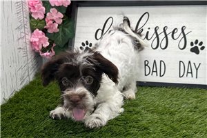 Katalina - Havanese for sale