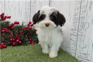 Ibeza - puppy for sale