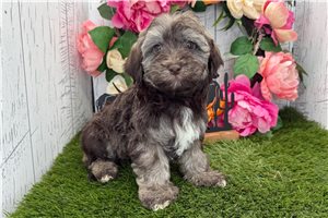 Emery - Havanese for sale