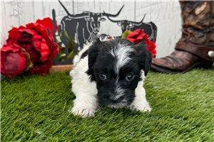 Connie - puppy for sale