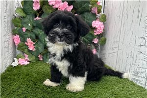 Brett - Havanese for sale