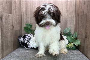 Anthony - Havanese for sale
