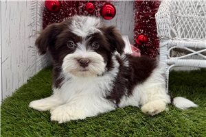 Luke - puppy for sale