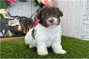 Jessica - Havanese for sale