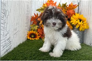 Rissa - Havanese for sale