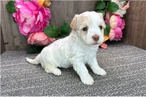 Lincoln - puppy for sale