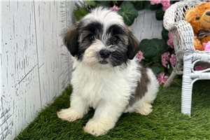Shane - Havanese for sale
