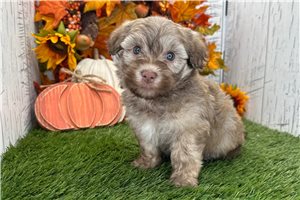 Anthony - Havanese for sale