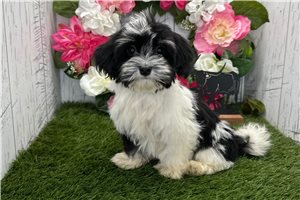Mohanna - Havanese for sale