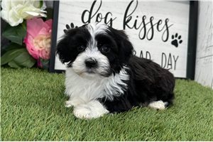 Laith - Havanese for sale