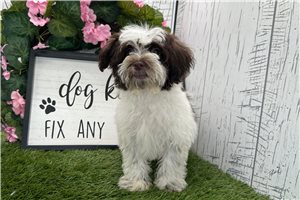 Tosha - Havanese for sale